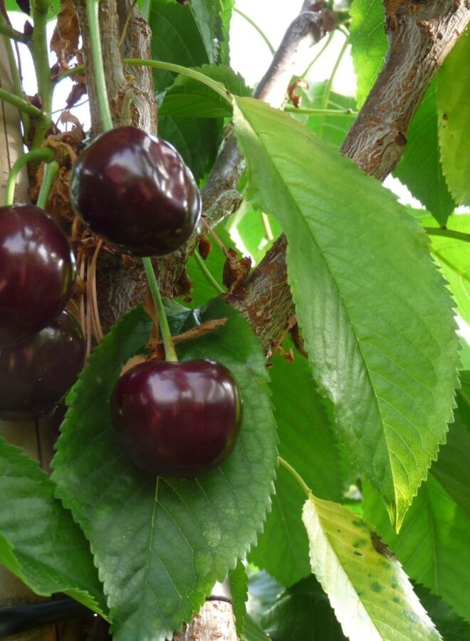 Lei-kersenboom | Prunus avium Merchant