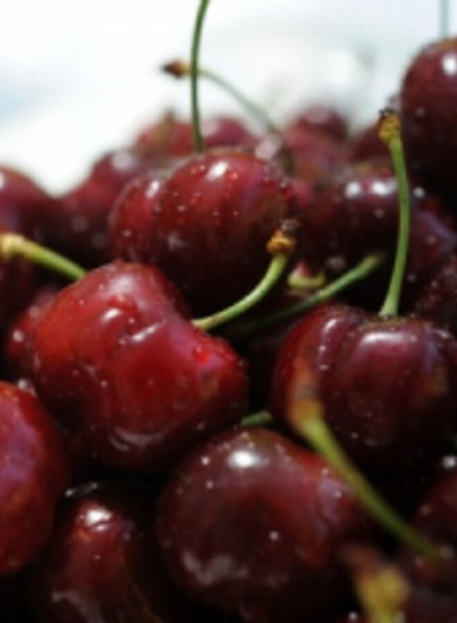 Lei-kersenboom | Prunus avium Mierlose Zwarte