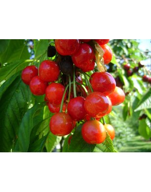 Lei-kersenboom | Prunus avium Morello