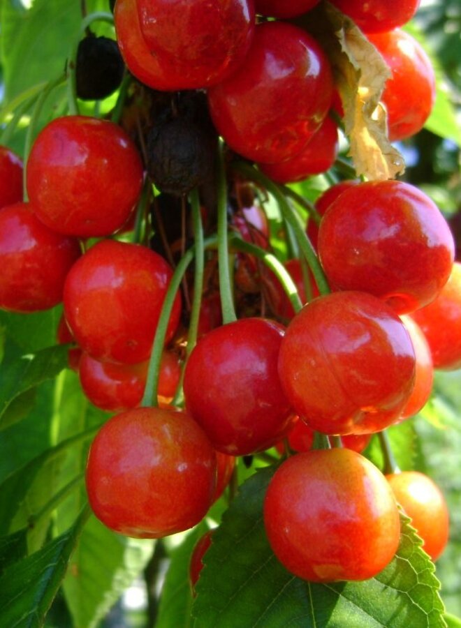 Lei-kersenboom | Prunus avium Morello