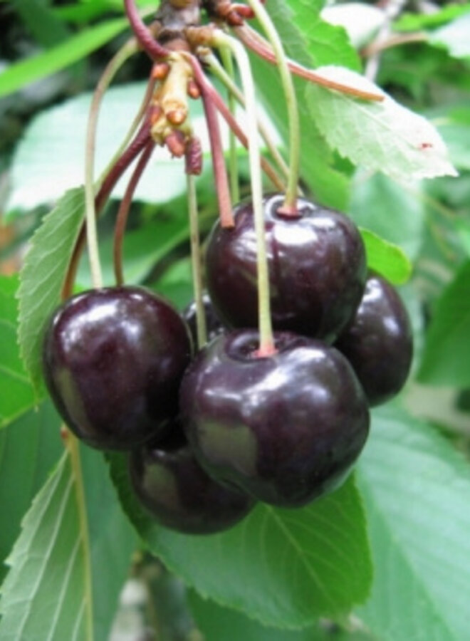 Lei-kersenboom | Prunus avium Pollux