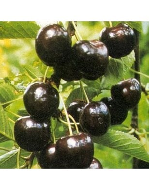 Lei-kersenboom | Prunus avium Regina