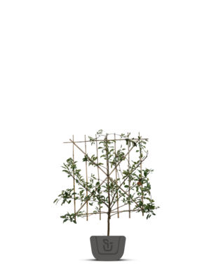 Lei-kersenboom | Prunus avium Regina