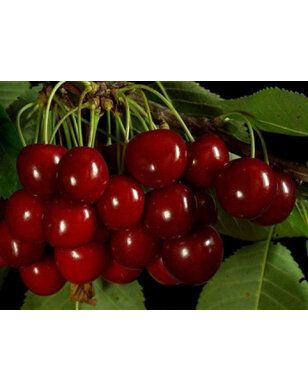 Lei-kersenboom | Prunus avium Sam