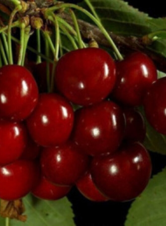 Lei-kersenboom | Prunus avium Sam