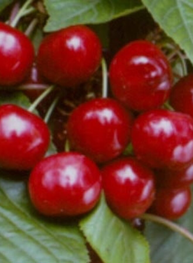 Lei-kersenboom | Prunus avium Stella