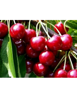 Lei-kersenboom | Prunus avium Summit