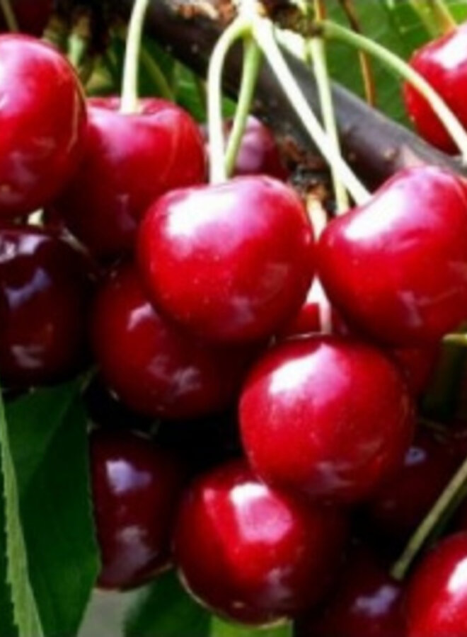 Lei-kersenboom | Prunus avium Summit