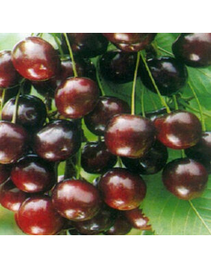 Lei-kersenboom | Prunus avium Sweetheart