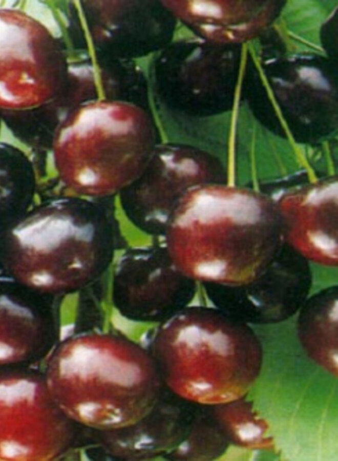 Lei-kersenboom | Prunus avium Sweetheart