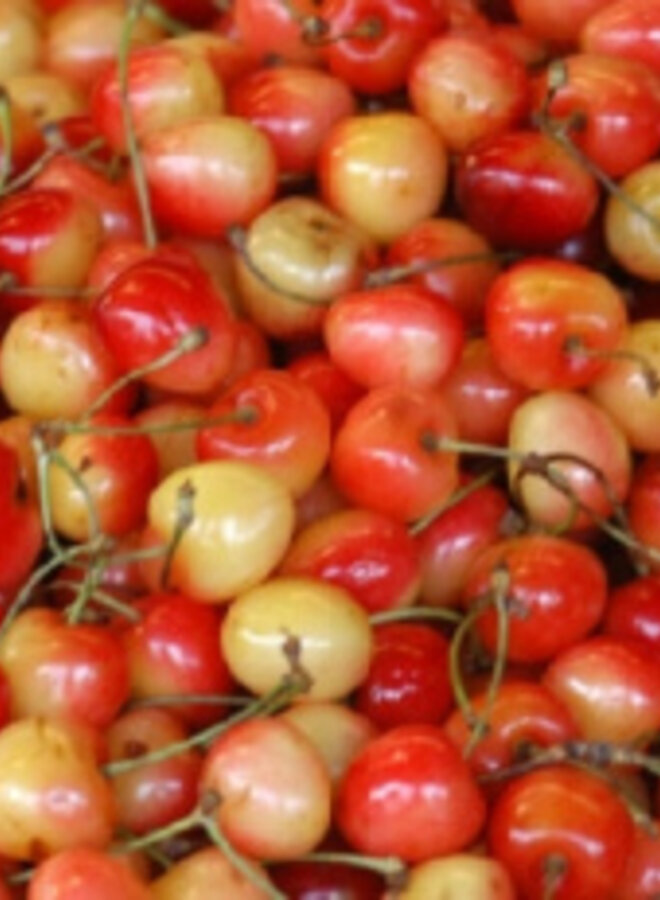 Lei-kersenboom | Prunus avium Udense Spaanse