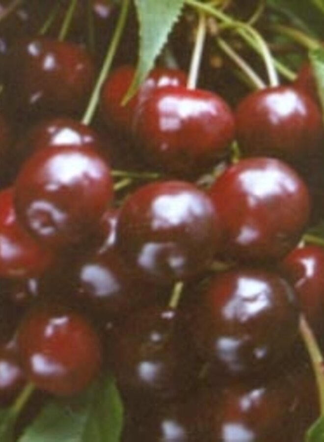 Lei-kersenboom | Prunus avium Varikse Zwarte
