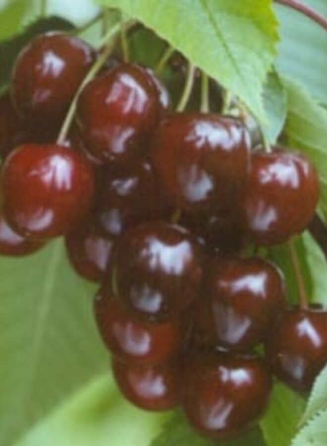Lei-kersenboom | Prunus avium Wijnkers