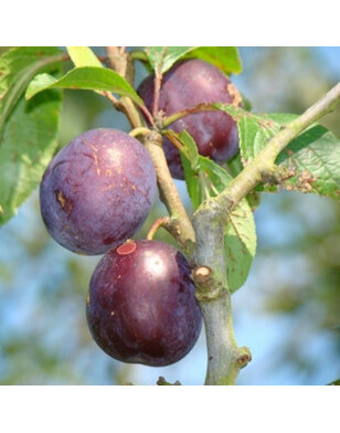 Lei-pruimenboom | Prunus domestica Anna Spath
