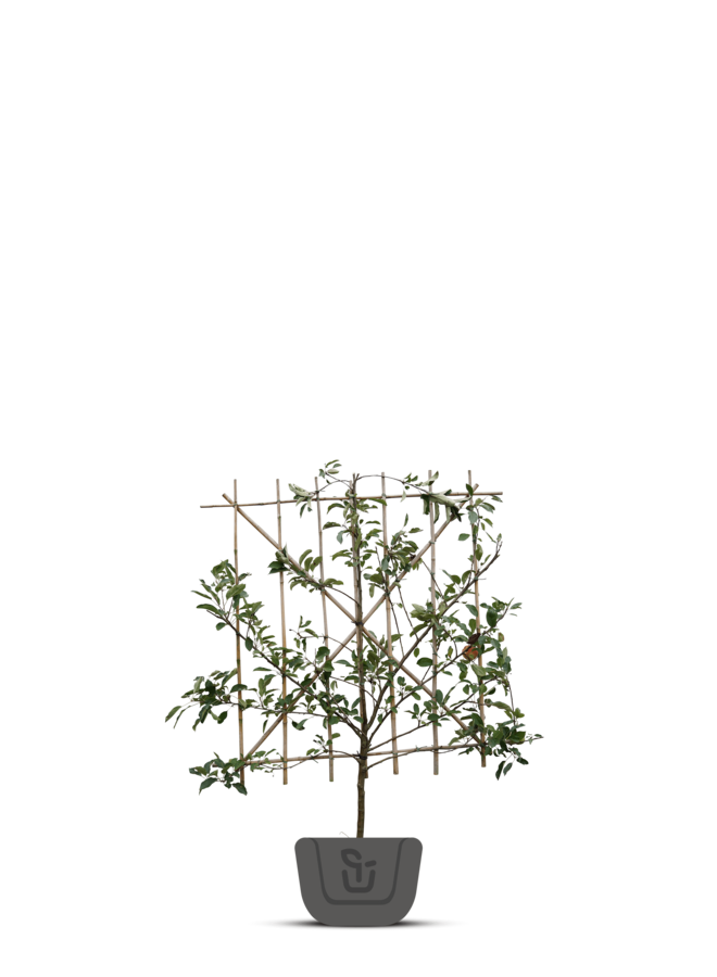 Lei-kersenboom | Prunus avium Castor
