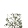 Lei-kersenboom | Prunus avium Castor