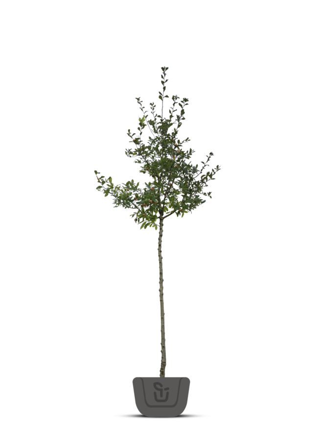 Mispel boom | Mespilus germanica