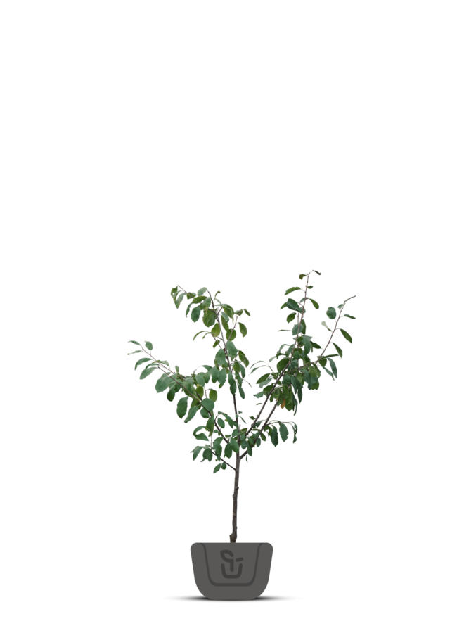 Amandelboom | Prunus dulcis Robijn