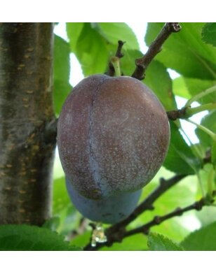 Lei-pruimenboom | Prunus domestica Bleue de Belgique