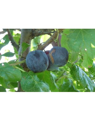 Lei-pruimenboom | Prunus domestica Czar