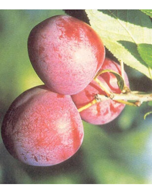 Lei-pruimenboom | Prunus domestica Excalibur