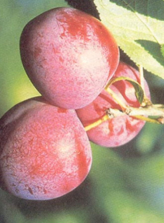 Lei-pruimenboom | Prunus domestica Excalibur