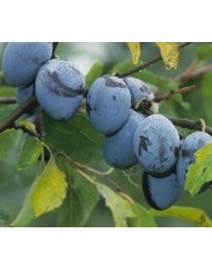 Lei-pruimenboom | Prunus domestica Hauszwetsche