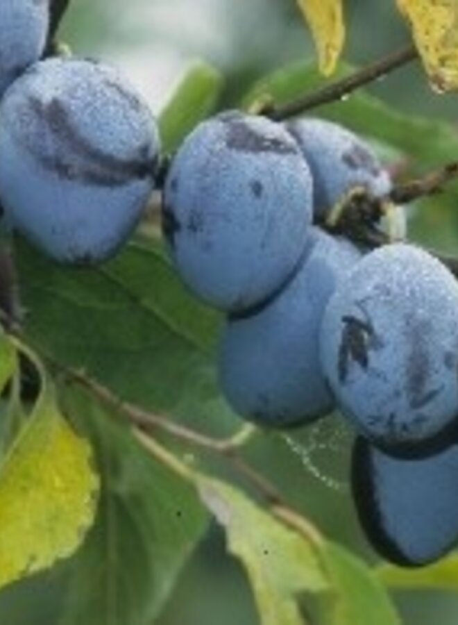 Lei-pruimenboom | Prunus domestica Hauszwetsche