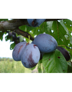 Lei-pruimenboom | Prunus domestica Italiaanse Kwets