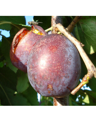 Lei-pruimenboom | Prunus domestica Jubileum