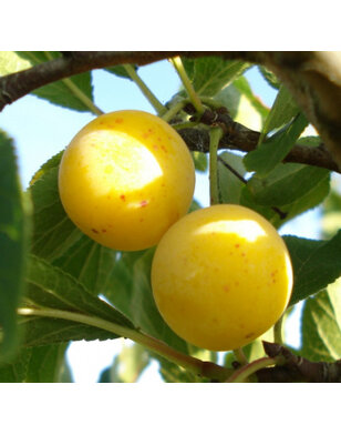 Lei-pruimenboom | Prunus domestica Mirabelle de Nancy
