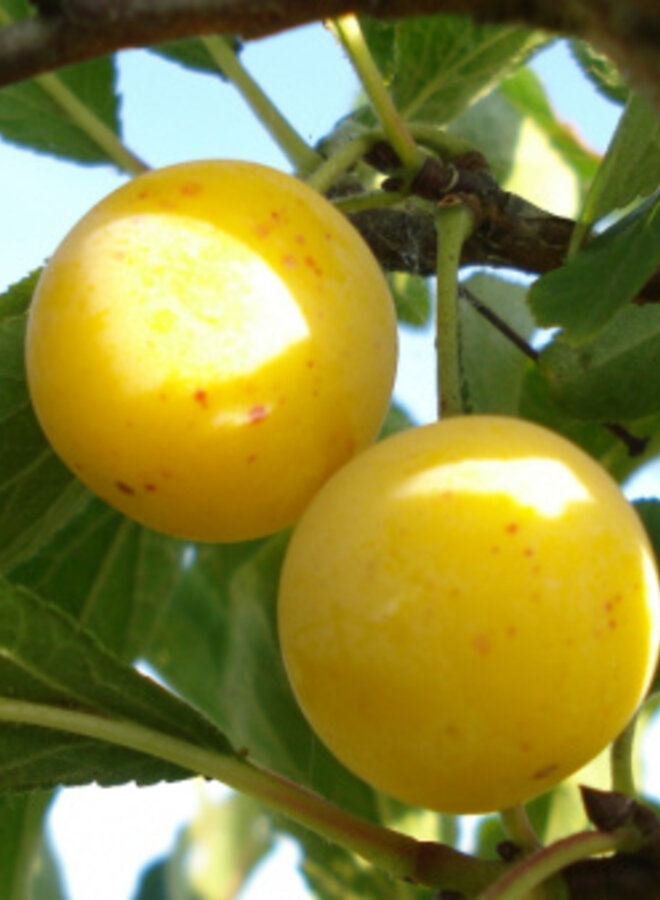 Lei-pruimenboom | Prunus domestica Mirabelle de Nancy