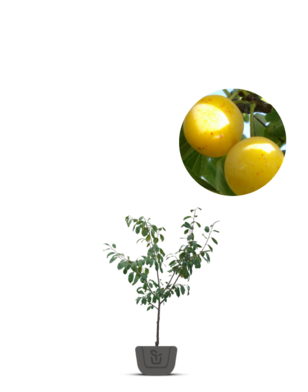 Lei-pruimenboom | Prunus domestica Mirabelle de Nancy