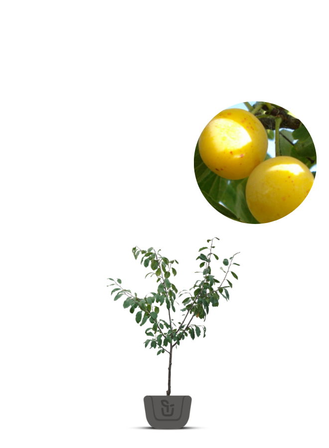 Lei-pruimenboom | Prunus domestica Mirabelle de Nancy