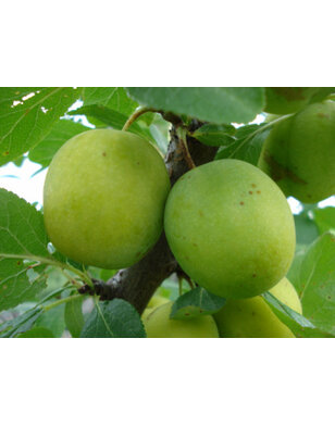 Lei-pruimenboom | Prunus domestica Ontario