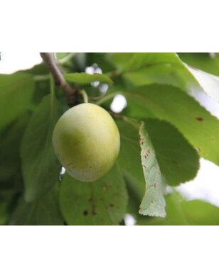 Lei-pruimenboom | Prunus dom. Reine Claude d' Oullins