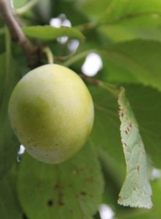Lei-pruimenboom | Prunus dom. Reine Claude d' Oullins