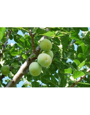 Lei-pruimenboom | Prunus dom. Reine Claude Verte