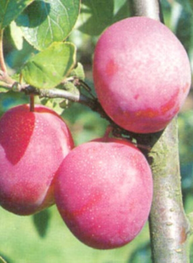 Lei-pruimenboom | Prunus domestica Victoria