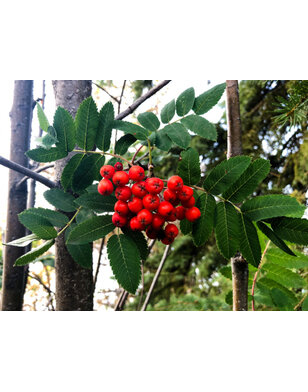 Lijsterbesboom | Sorbus auc. 'Sheerwater Seedling'