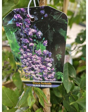 Blauwe regen | Wisteria Flor. Black Dragon