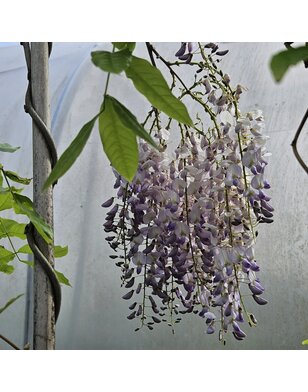 Blauwe regen | Wisteria flor. Jissai