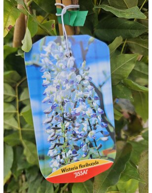 Blauwe regen | Wisteria flor. Jissai