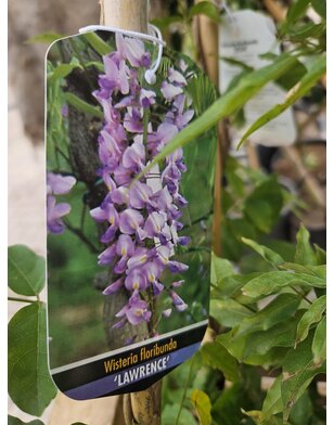 Blauwe regen | Wisteria flor. Lawrence
