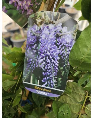 Blauwe regen | Wisteria Sin. Prolific