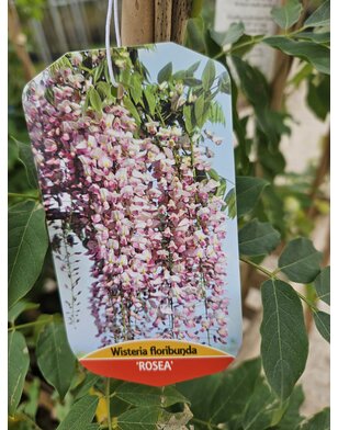 Roze  regen | Wisteria klimplant in soorten