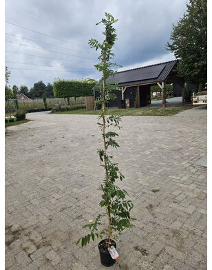 Roze  regen | Wisteria klimplant in soorten
