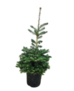 Abies koreana | Koreaanse zilverspar