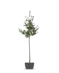 Meidoorn | Crataegus 'Pauls Scarlet'