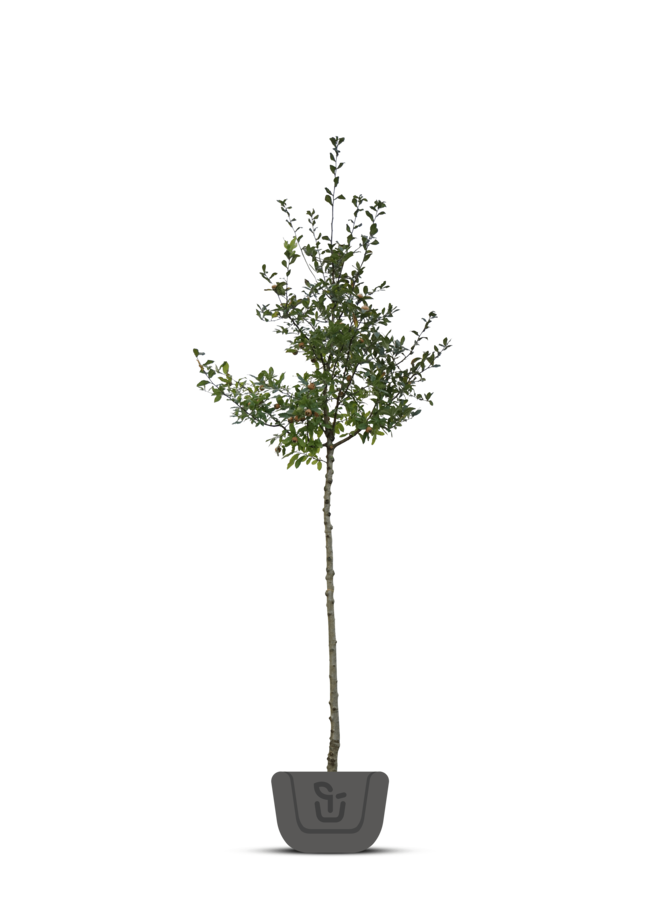 Meidoorn | Crataegus 'Pauls Scarlet'